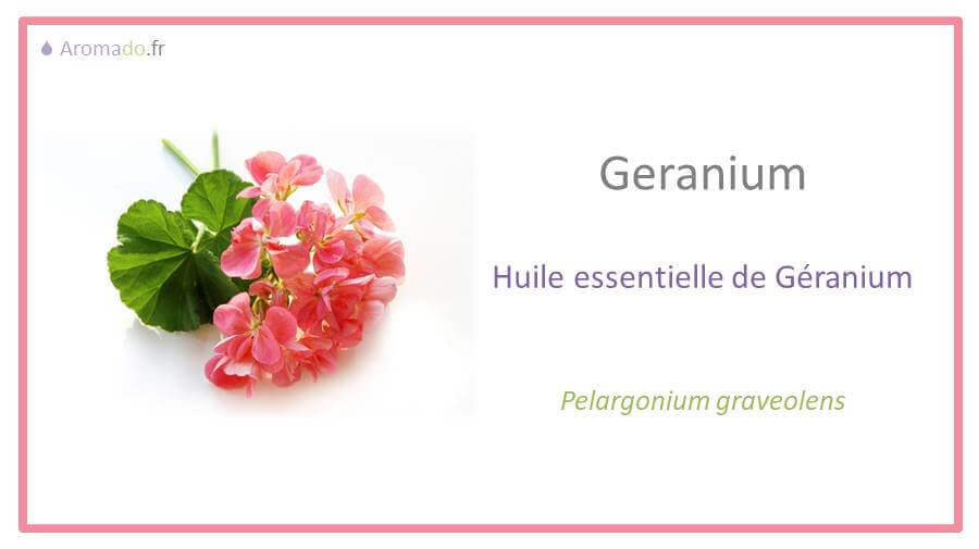 he geranium : huile essentielle de géranium