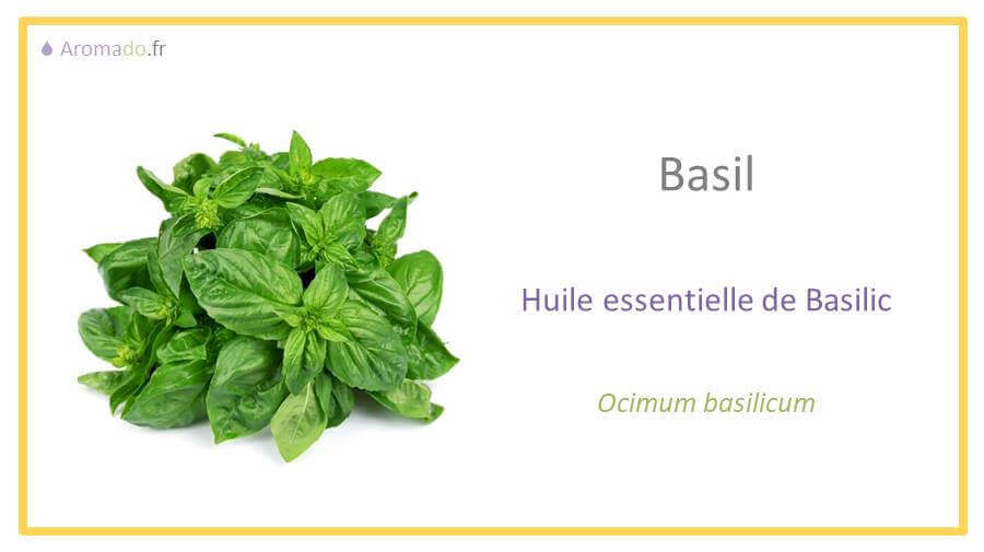 HE basilic ou huile essentielle de basilic