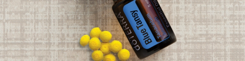 les huiles essentielles doterra, blue tansy