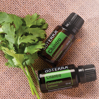 Cilantro, l'huile essentielle de feuilles de coriandre proposée par la société doterra